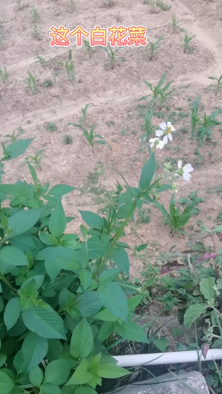 野生白花菜,凉拌不错!