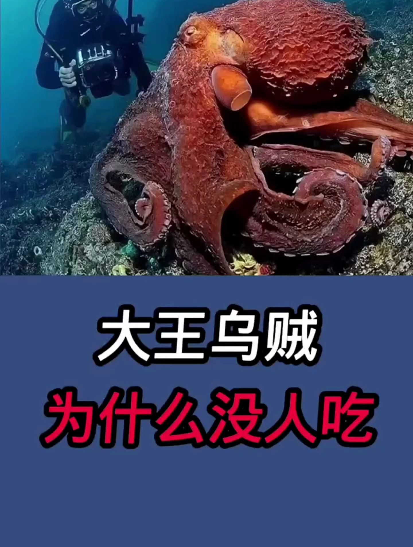 大王乌贼为什么没人吃!