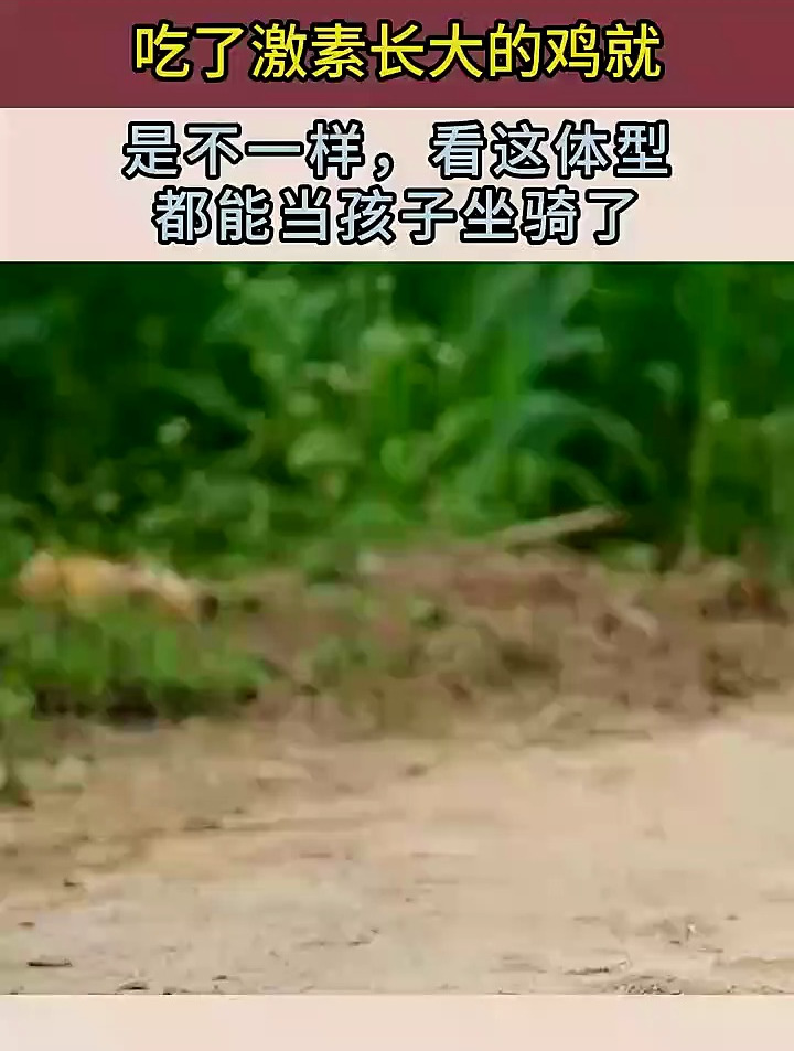 吃了激素长大的鸡就是不一样,看这体型,都能当孩子坐骑了