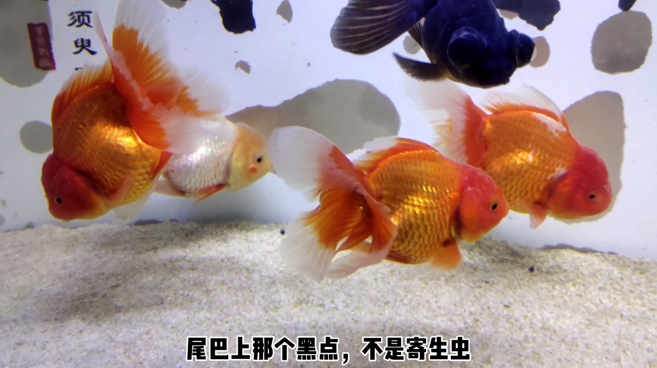 那条想要在鱼缸里学习直立行走的金鱼,还健在吗?目前来看很好