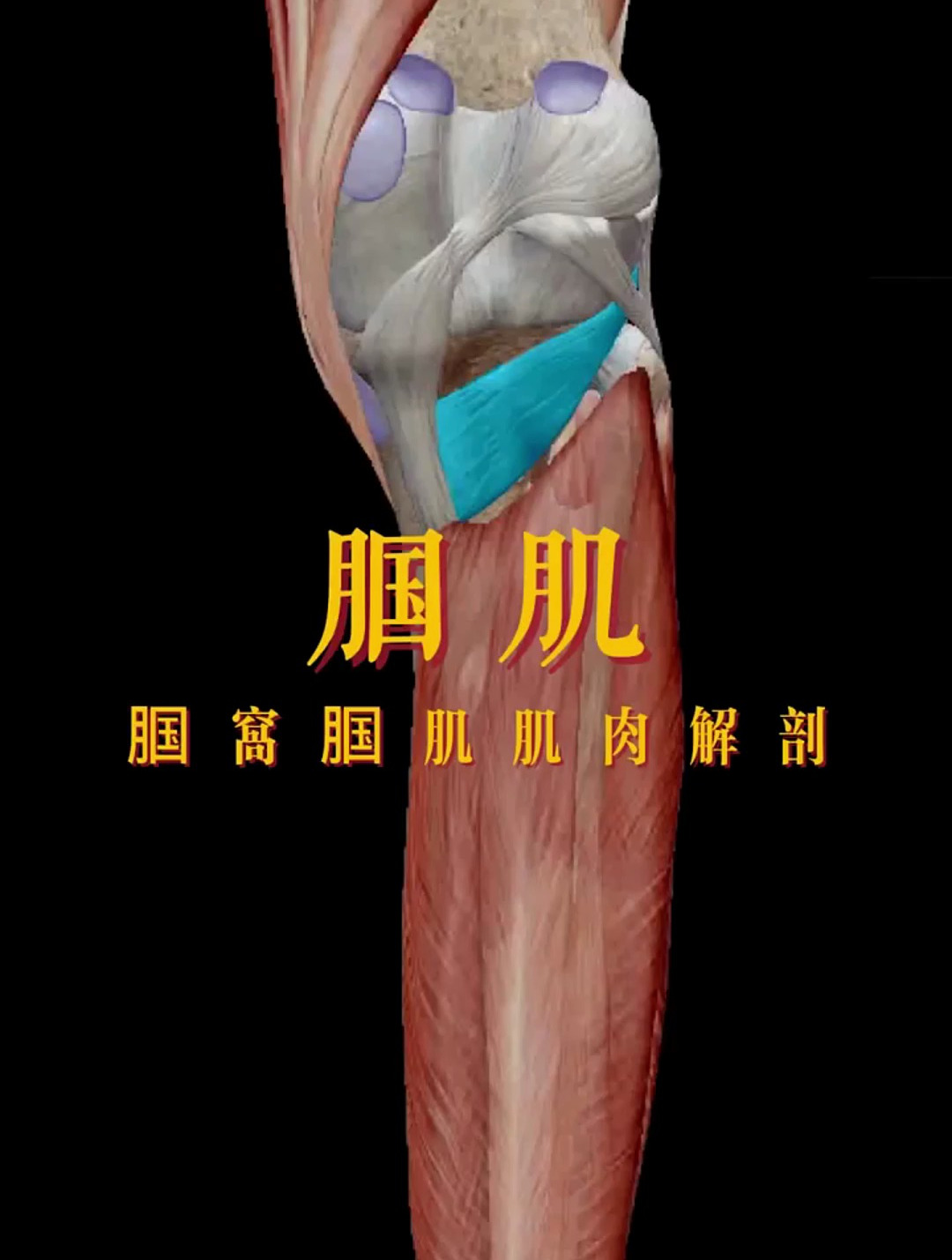 腘窝腘肌肌肉解剖