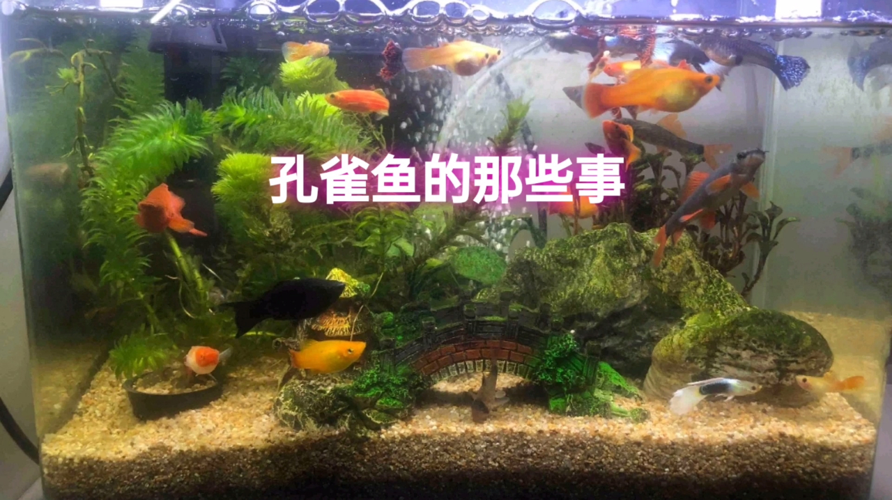 孔雀鱼拉黑屎为何却不见下小鱼?是鱼粮引起的,余月分享如何辨别