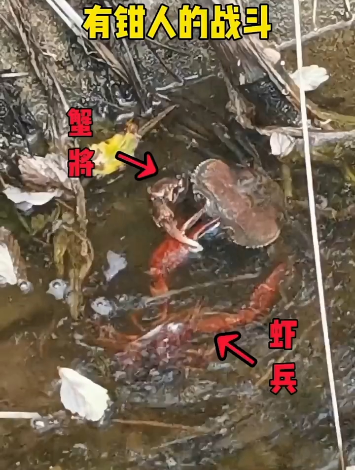 虾兵蟹将不是一伙的吗?怎么也打起来了