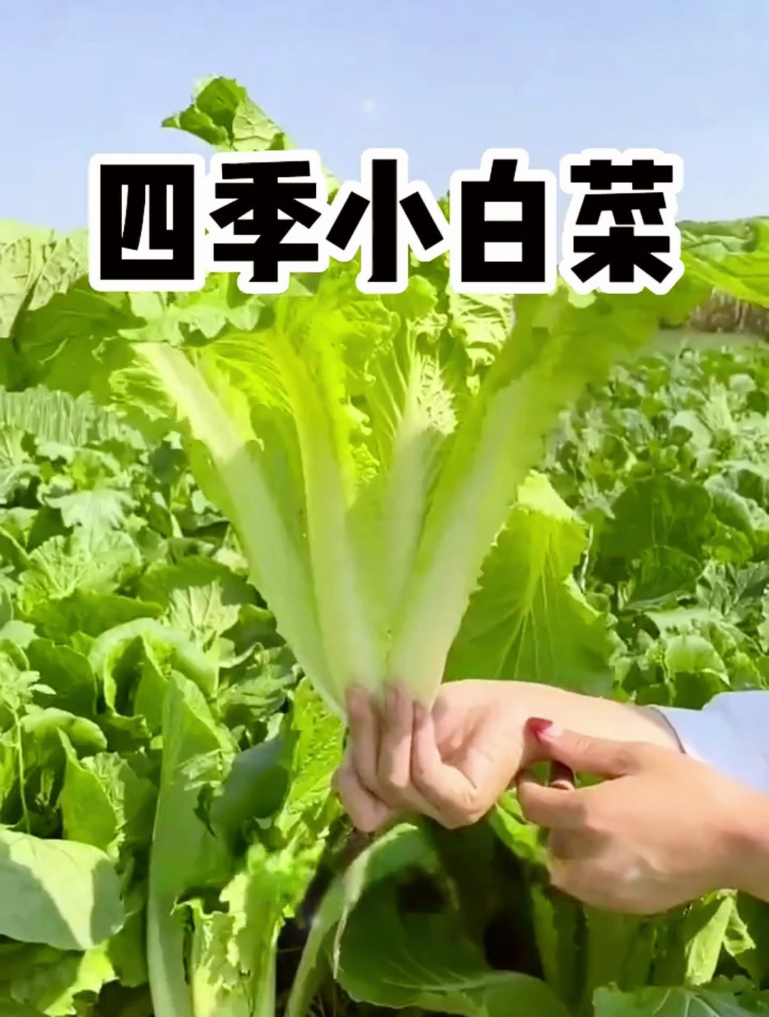 四季可种植的小白菜,从播种到采收只要20天左右,难怪菜农爱种它