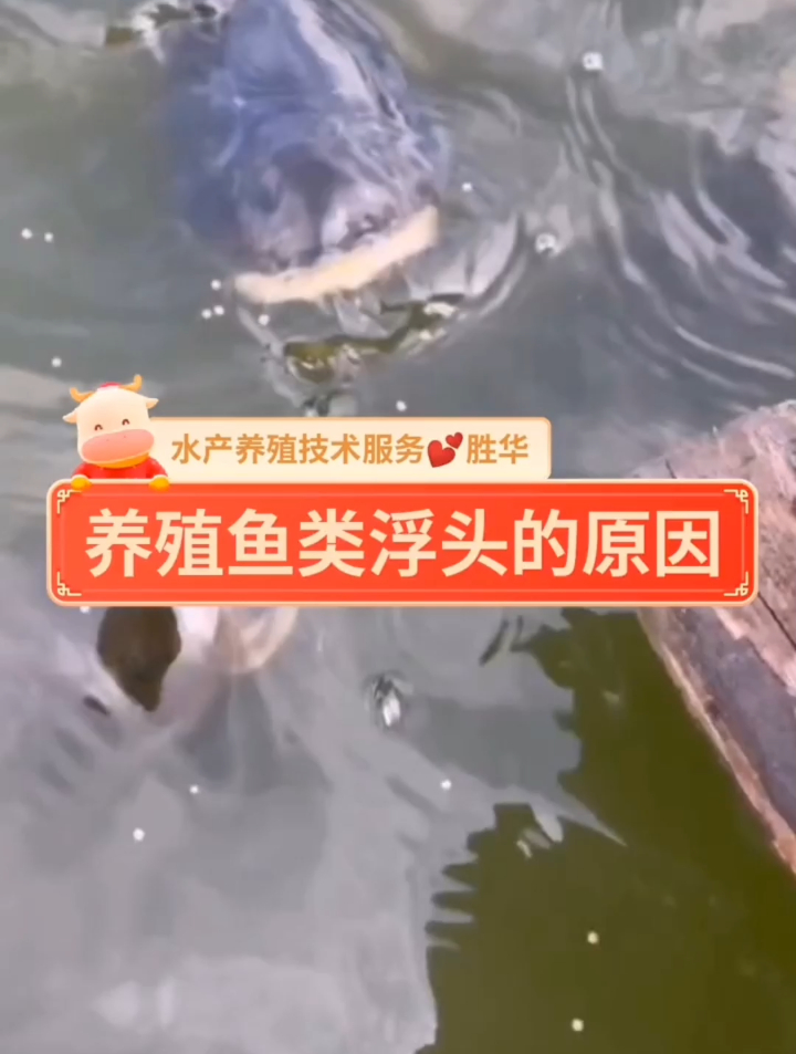 养殖鱼类浮头的原因有哪些,水产养殖技术分享