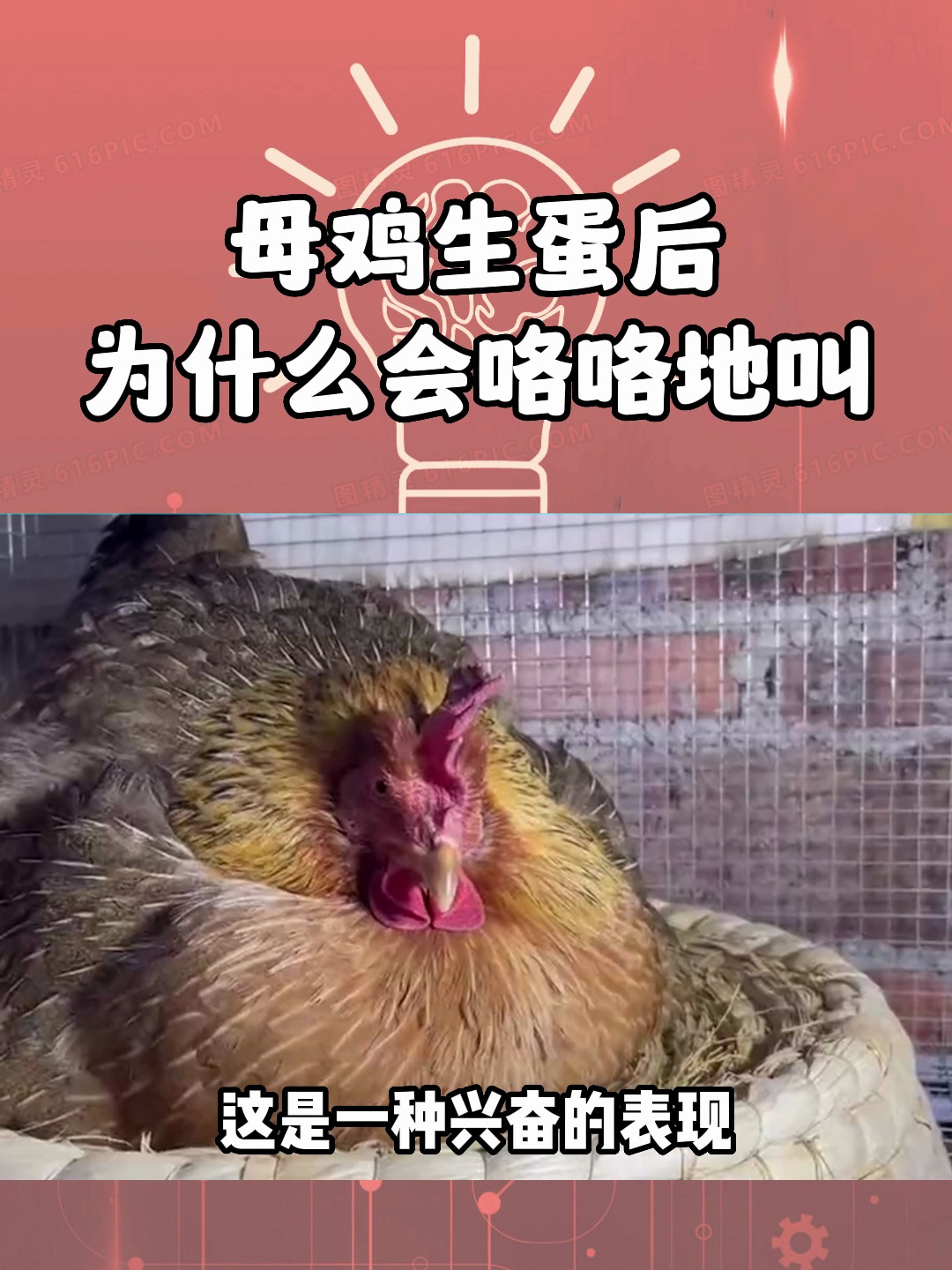 母鸡生蛋后,为什么会咯咯地叫