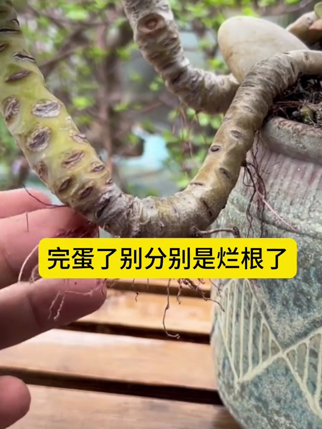 多肉茎杆上长了红色的根系,完蛋了别是烂根了
