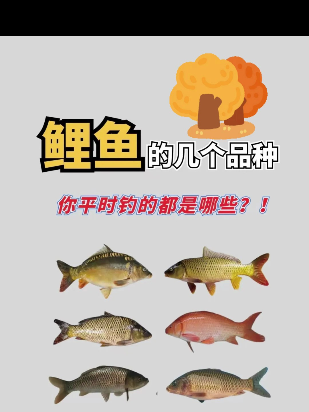 鲤鱼的品种你都知道吗?你平常钓到过哪些!