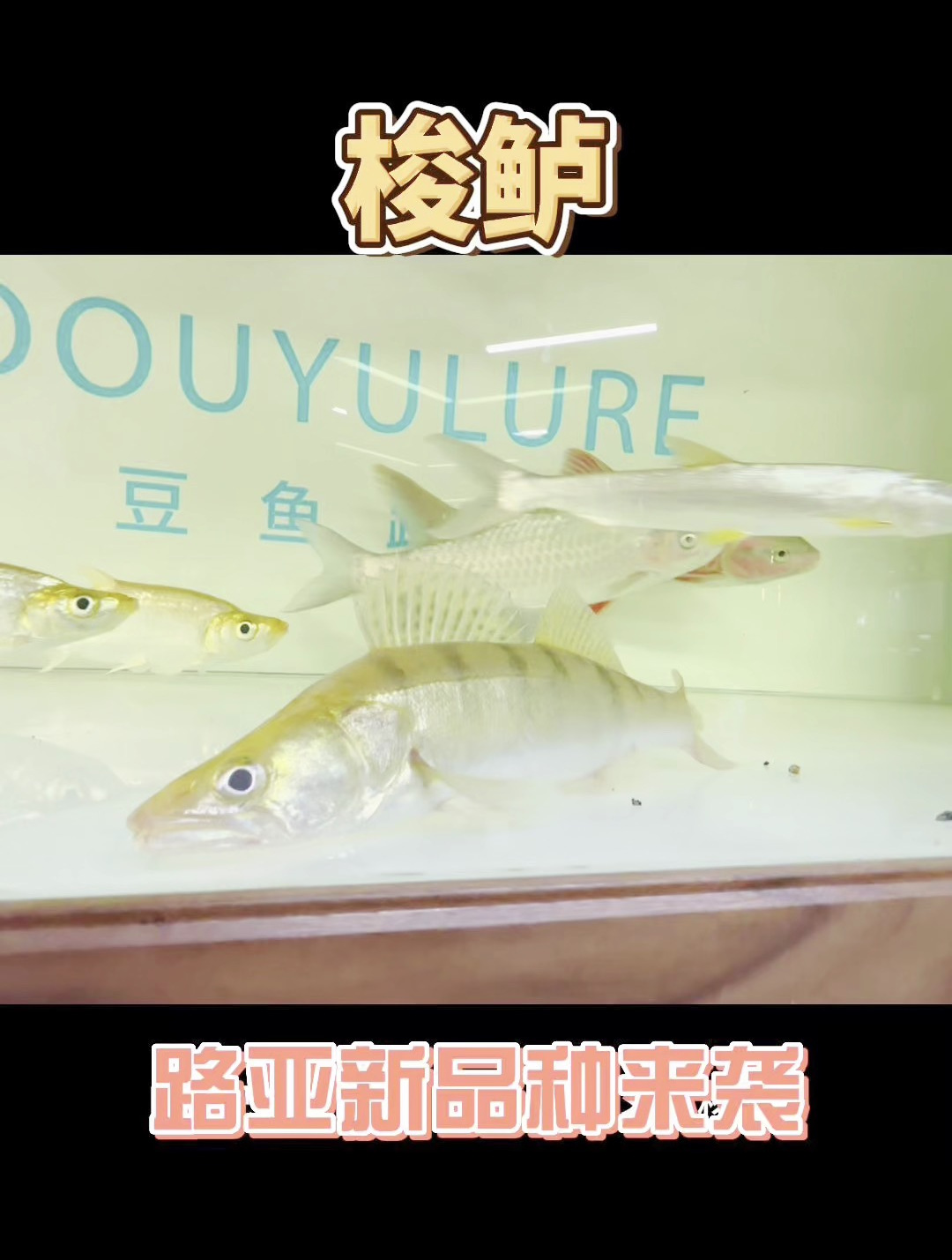 新的路亚鱼种来袭,梭鲈,更多新品种将陆续公布