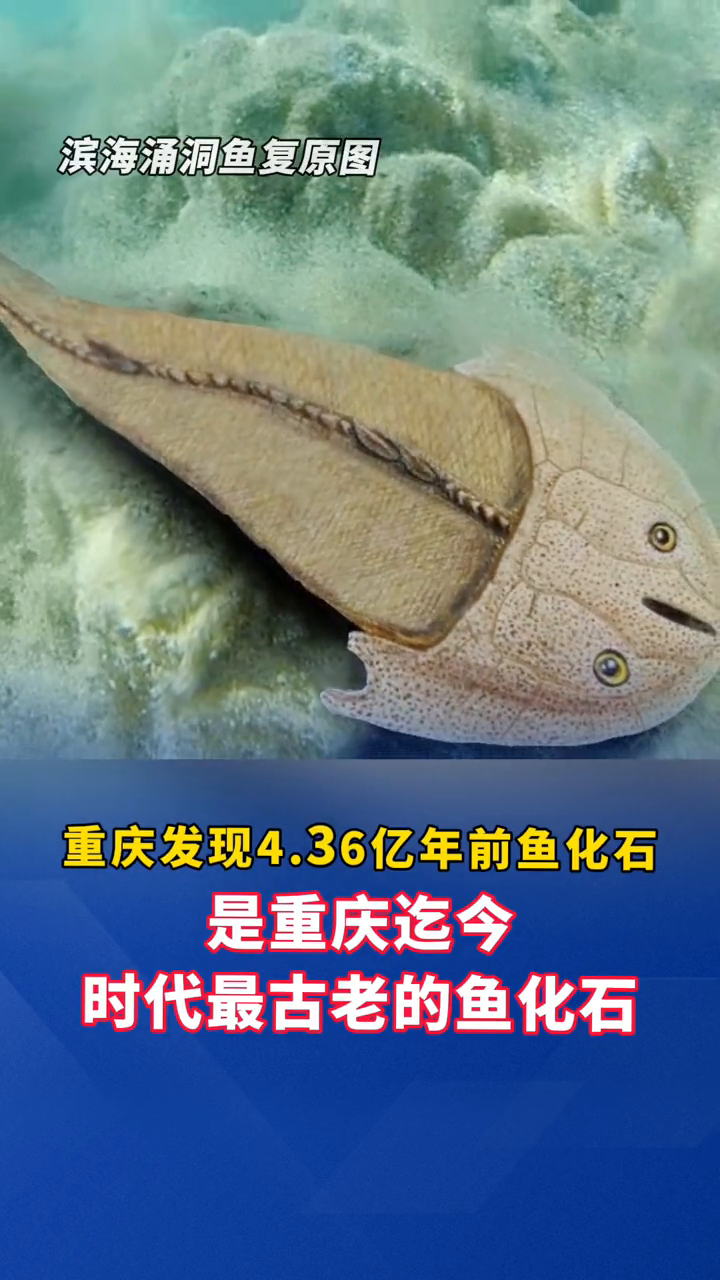 长得像拖鞋的鱼?重庆发现4.36亿年前鱼化石—滨海涌洞鱼
