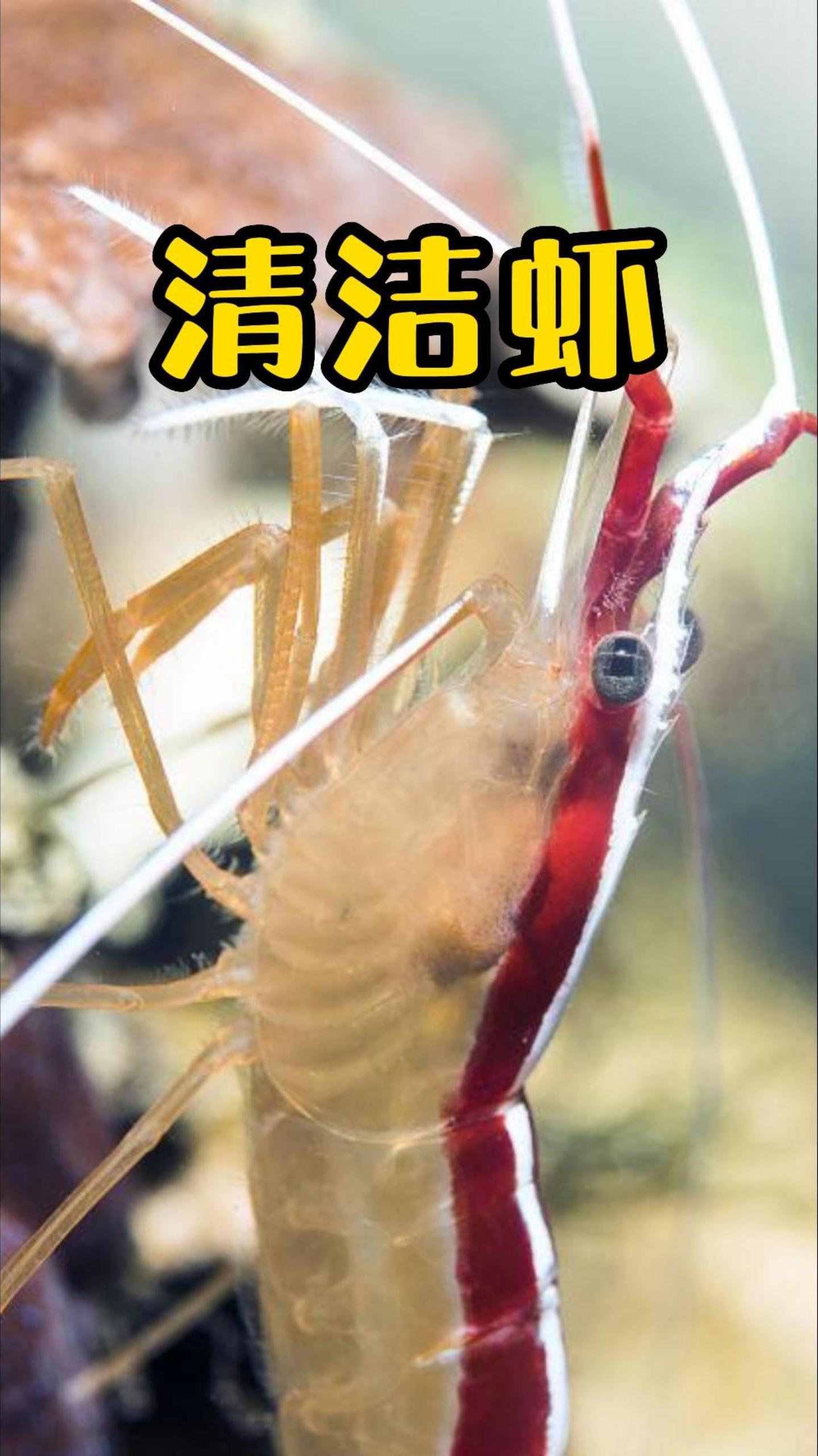 潜水员咧着大嘴,清洁虾便帮他清理牙缝!