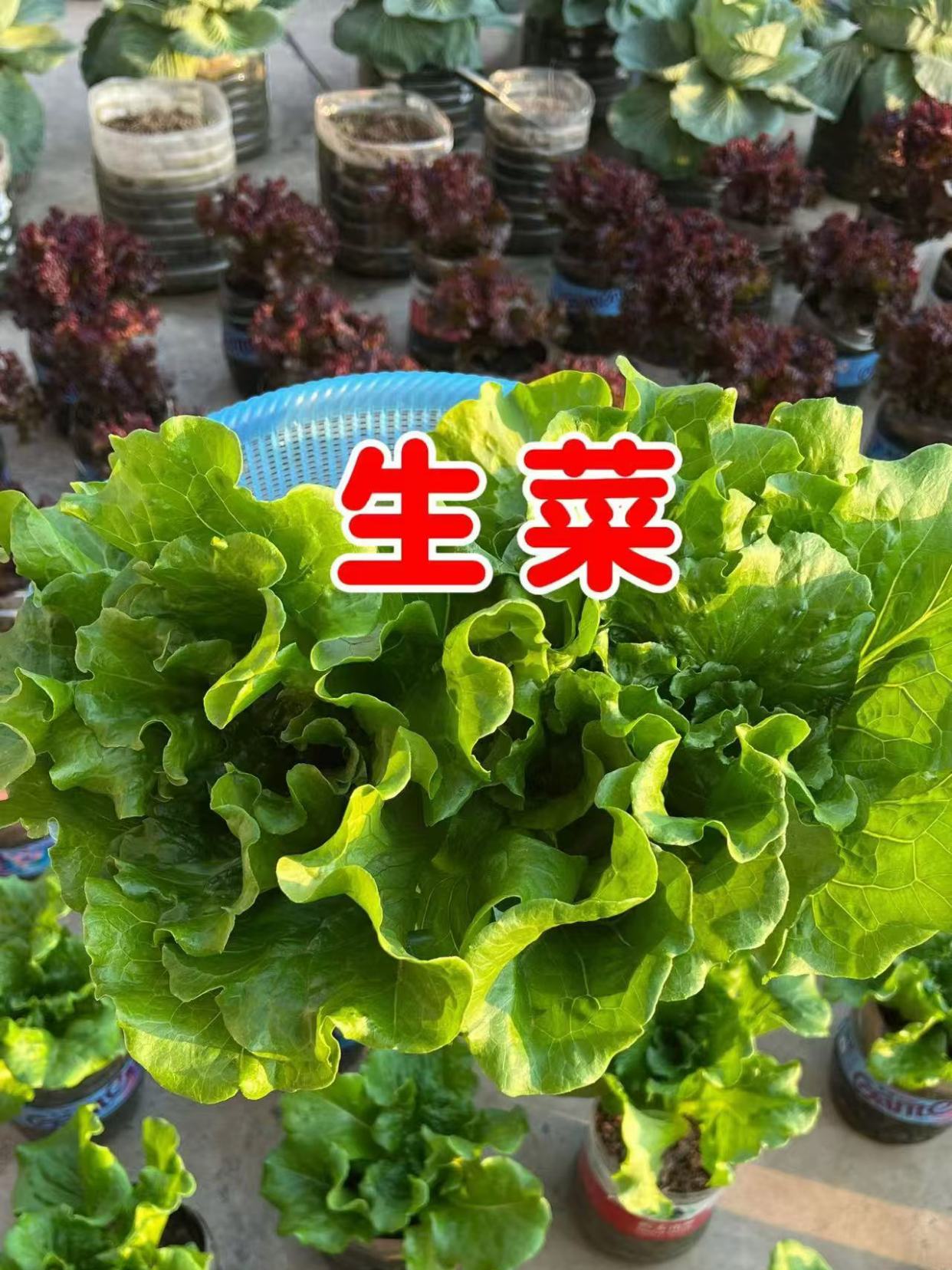 没有菜园又想种菜怎么办?可以试试用矿泉水瓶种生菜,好看又好吃