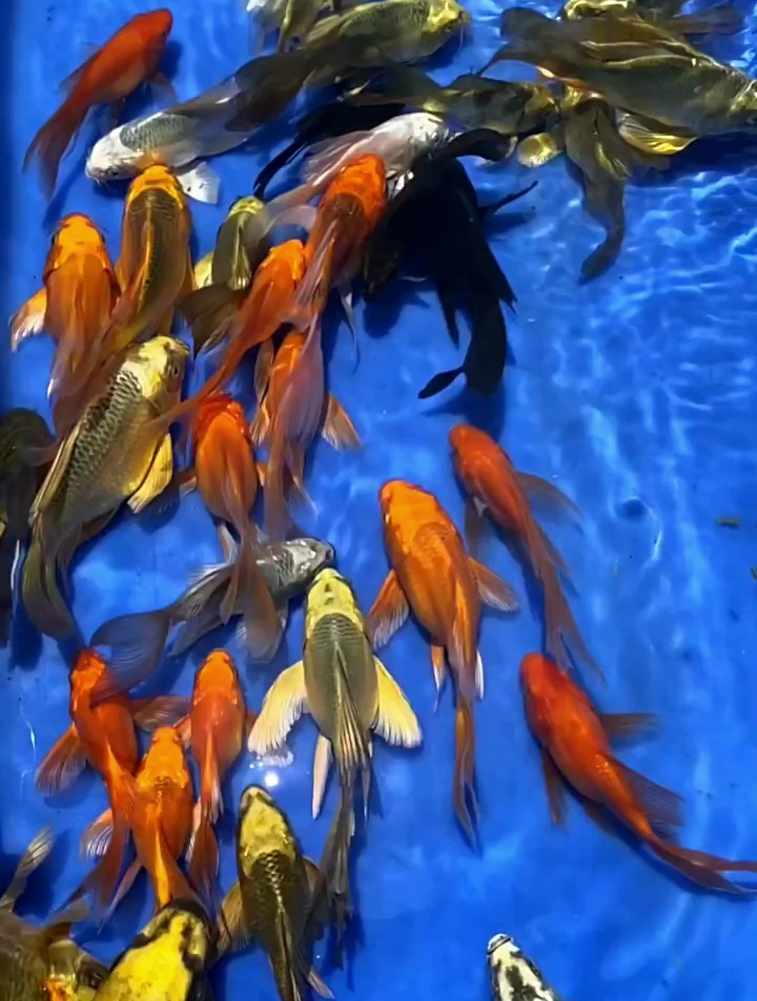 火凤凰锦鲤,霸气侧漏!观赏鱼 水族 火凤凰锦鲤
