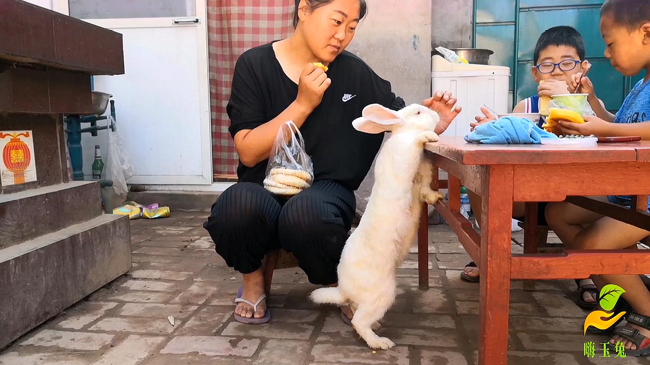 [图]把大白兔当小狗来养，每天吃饭时它就扒桌子，太有趣了