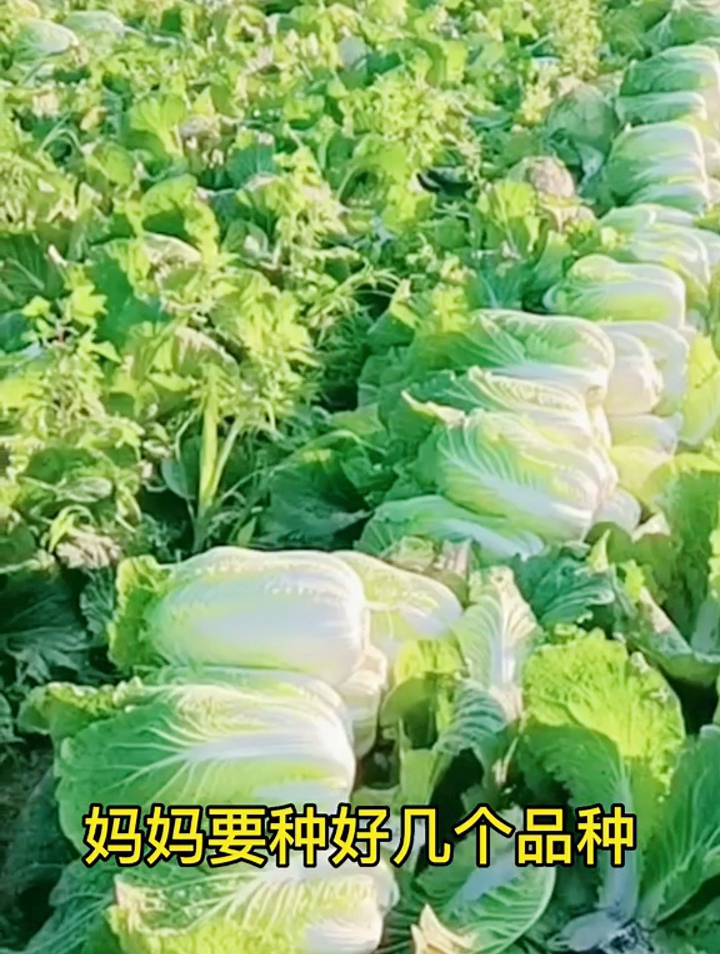 种植黄心大白菜的时间,上午和下午播种差别大,可能影响后期生长