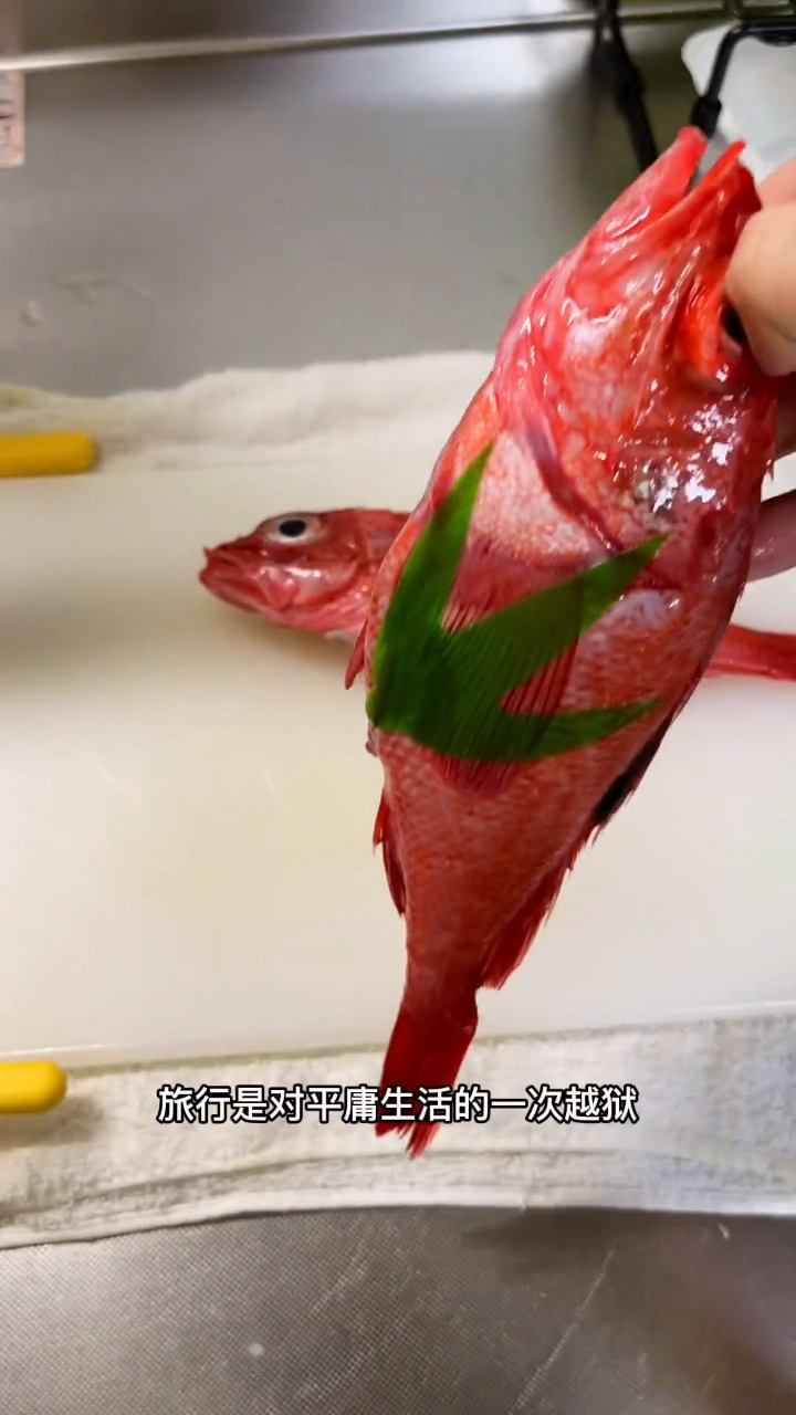 北海道这边特产的金吉鱼好嫩啊,酱焖的嘎嘎香