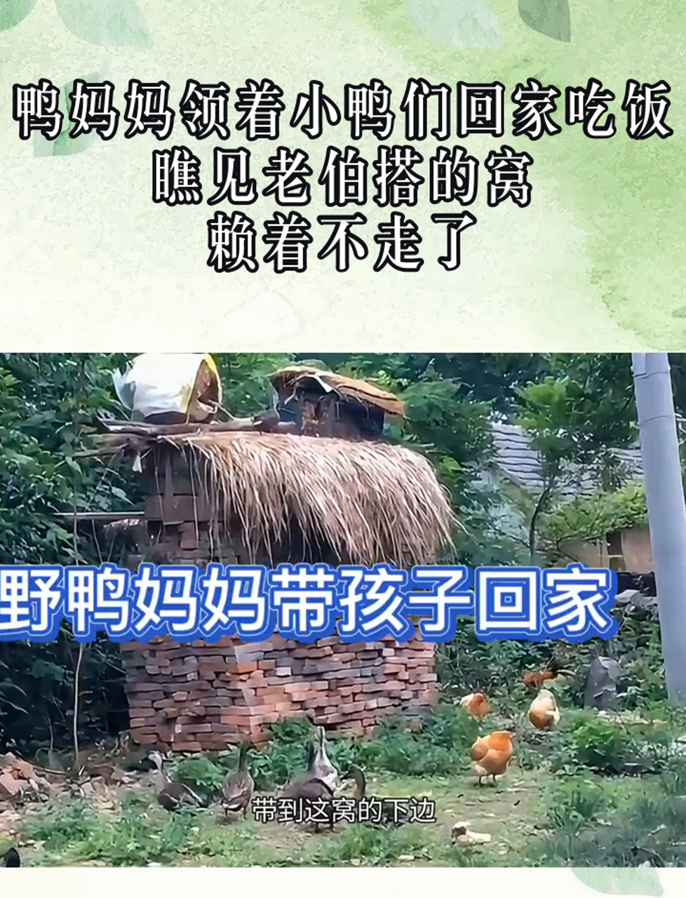 鸭妈妈领着小鸭们回家吃饭,瞧见老伯搭的窝,赖着不走了