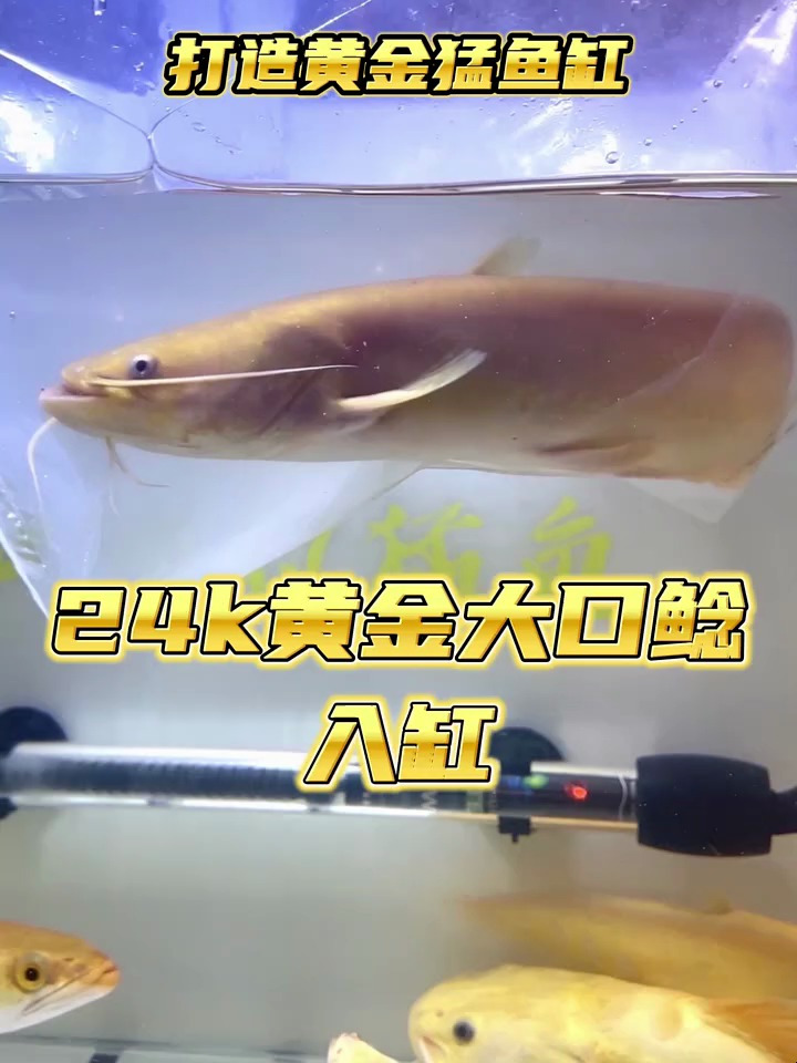 喜欢了很久的黄金大口鲶,终于入缸了!