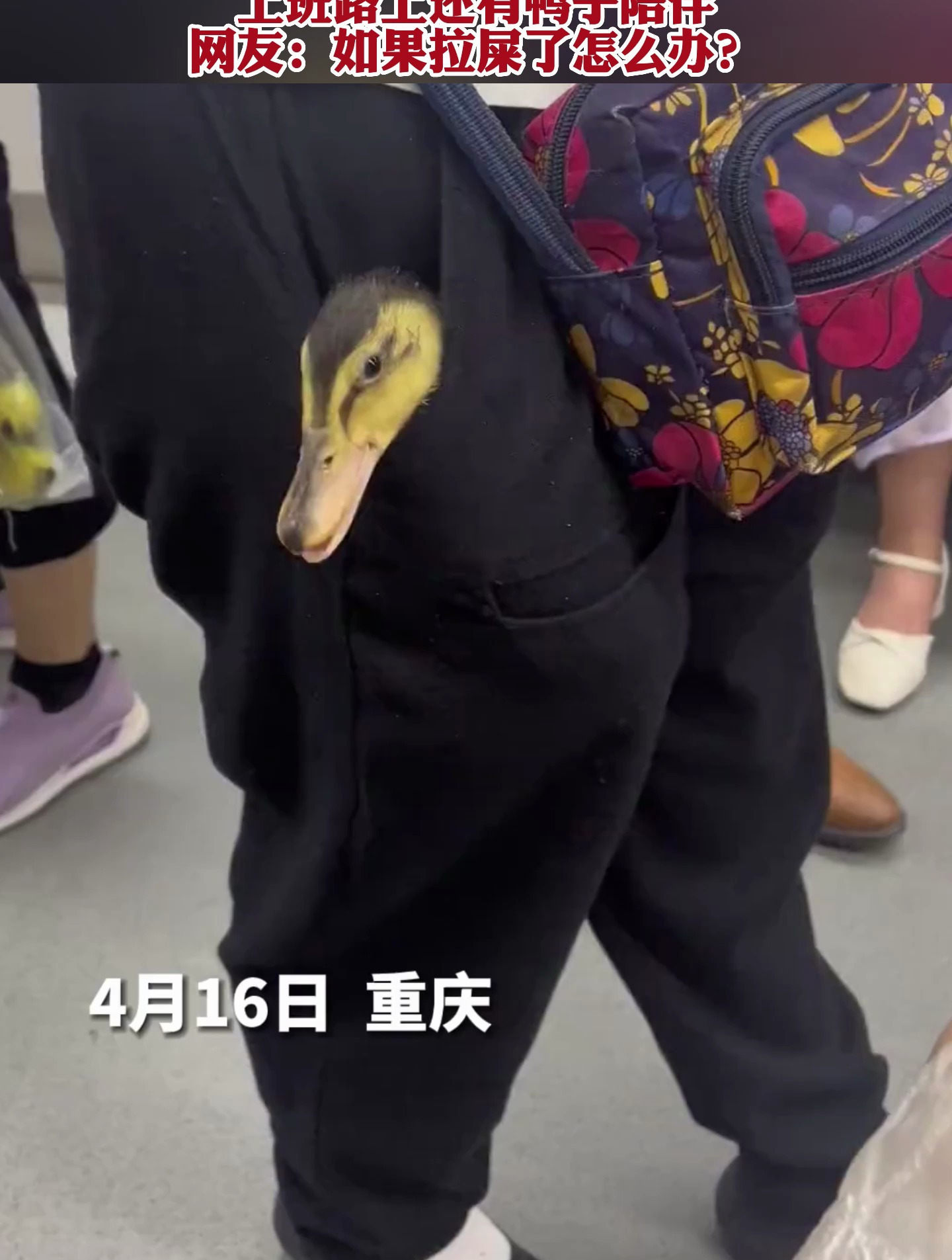 上班路上还有鸭子陪伴,网友:如果拉屎了怎么办?