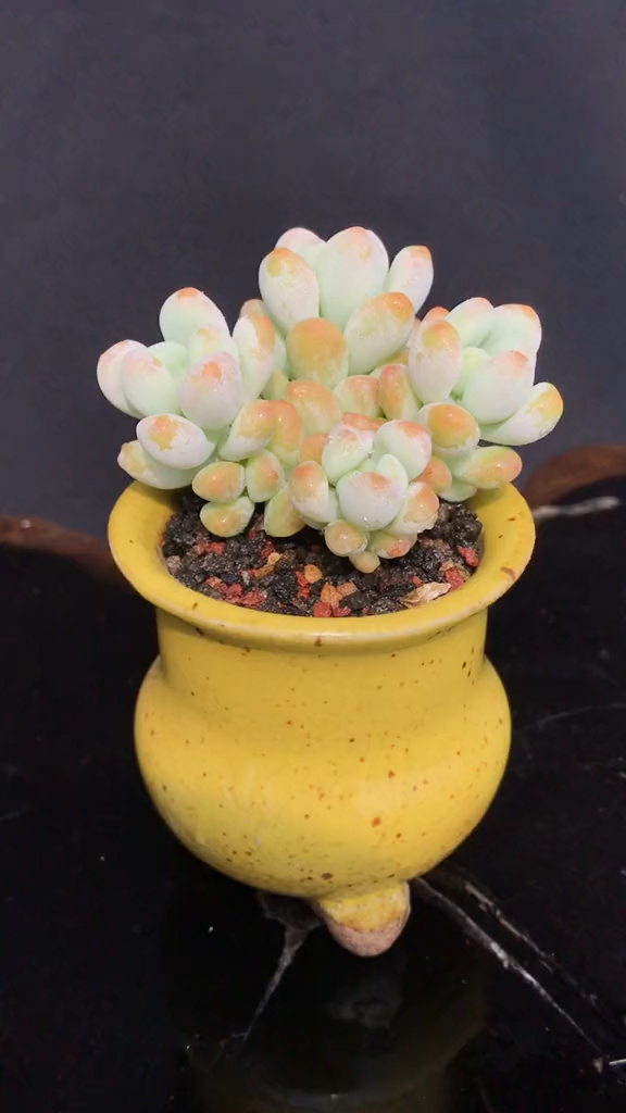 多肉植物 天使之泪