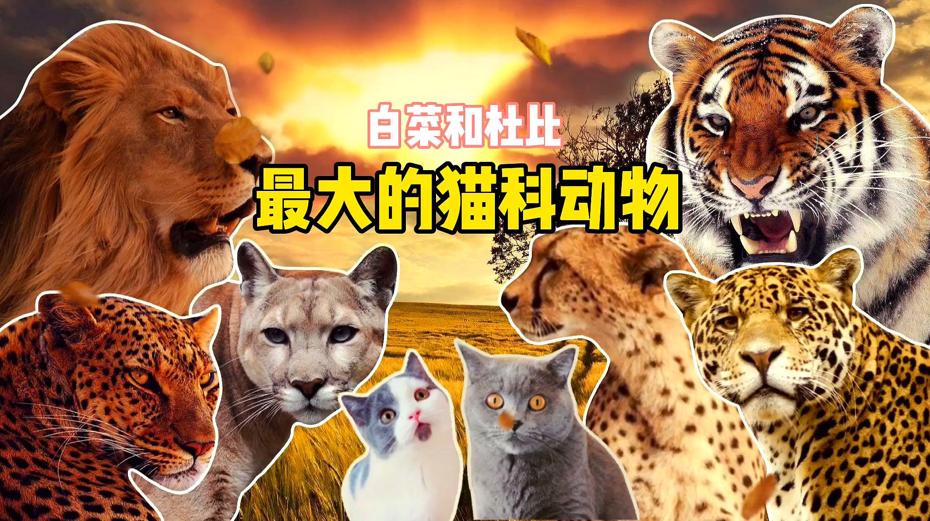 [图]地球上体型最大的猫科Top6！来看看和你想的一样吗？