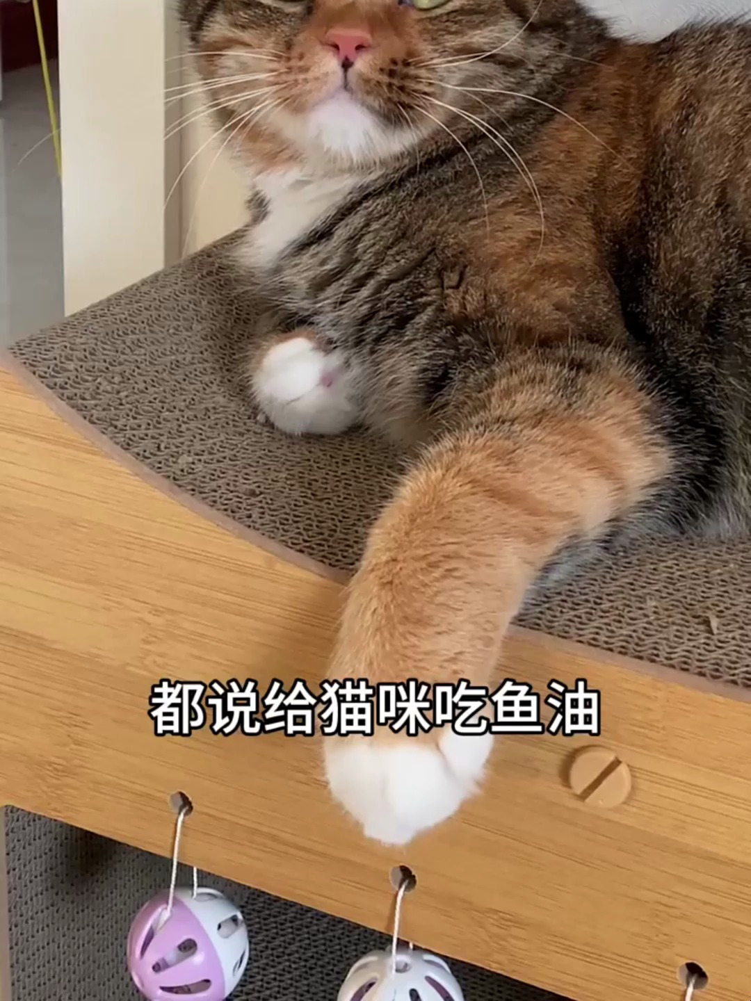 想让猫咪毛发光亮不掉毛,一定要长时间给他吃鱼油