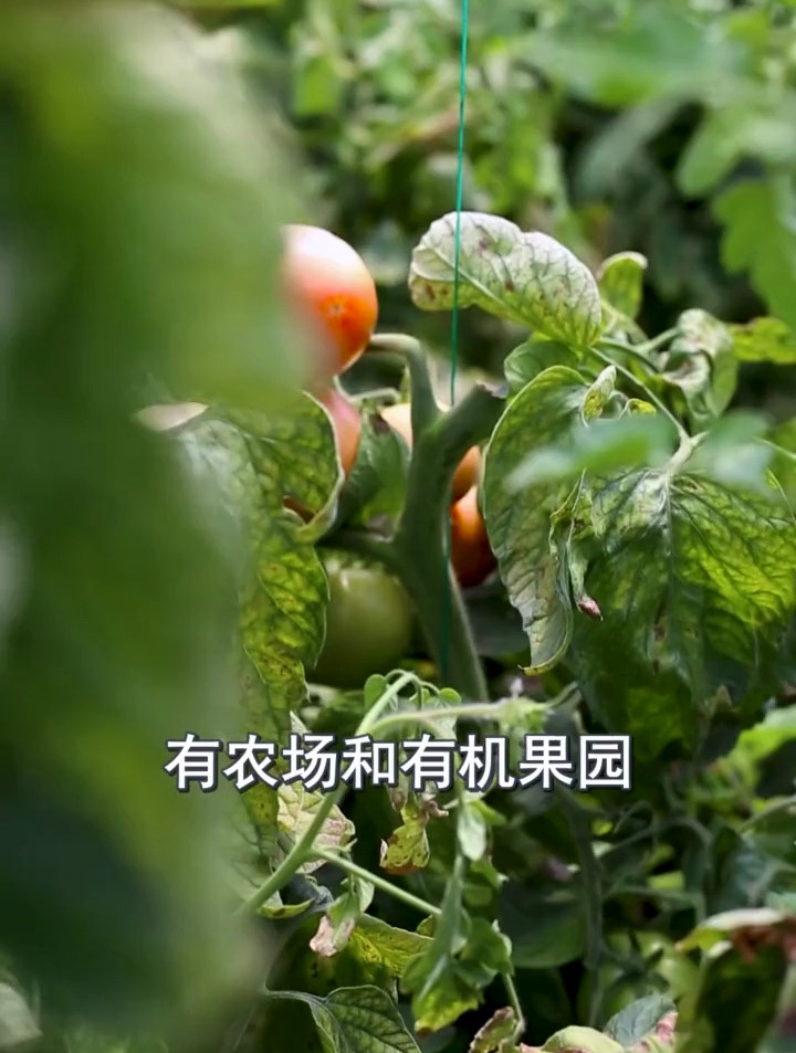 好消息!蓬莱美女要请大家喝82年的拉菲!