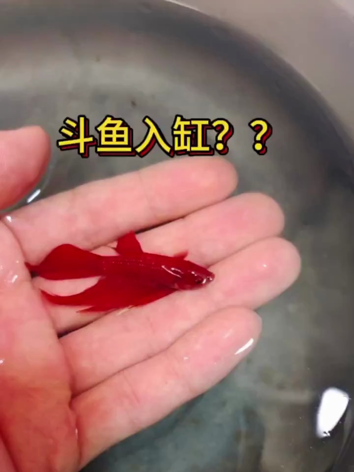 小斗鱼入缸了家人们