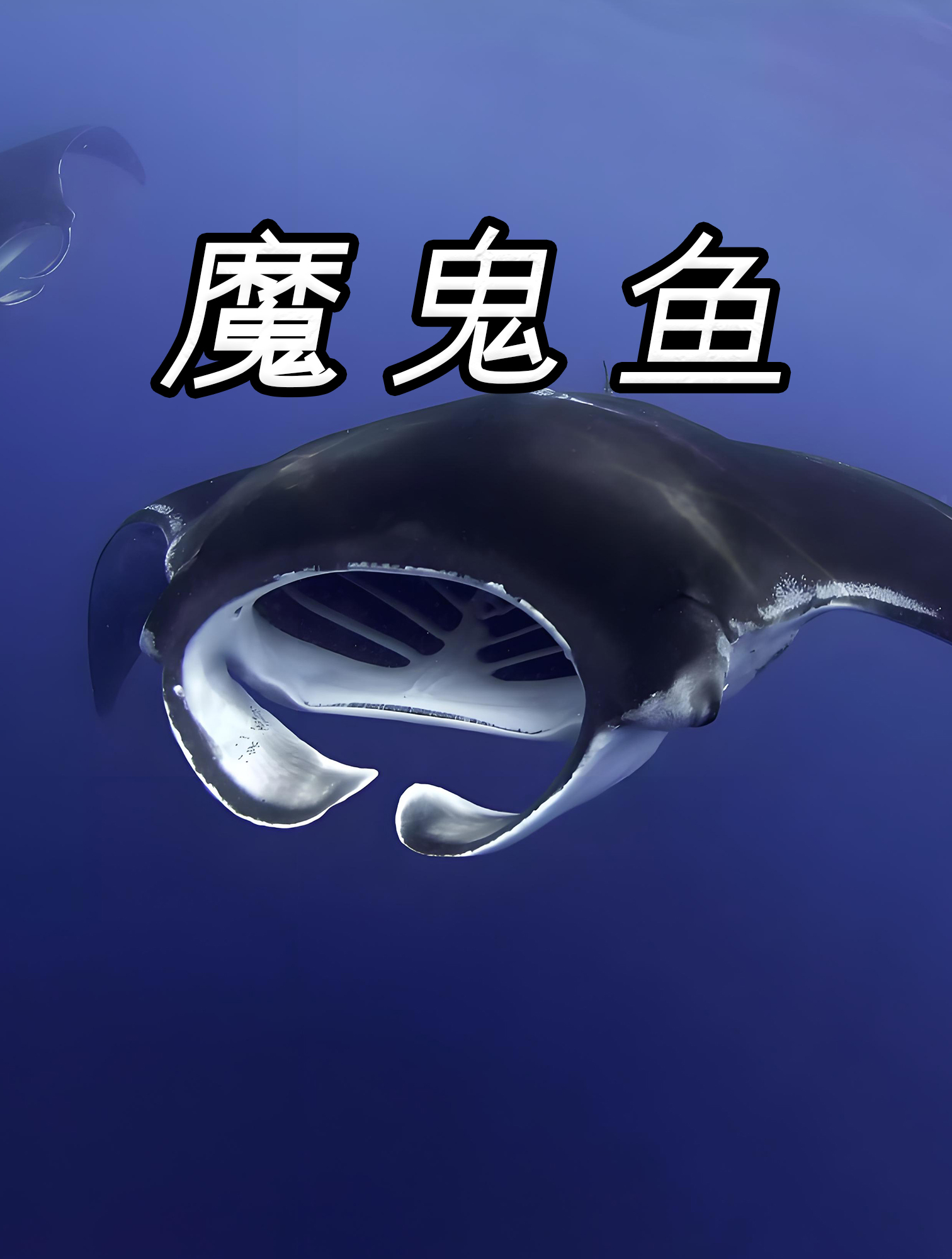 名字吓人,外形超萌的魔鬼鱼!