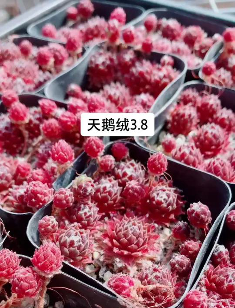 毛绒绒的多肉植物,长命百岁的小草儿