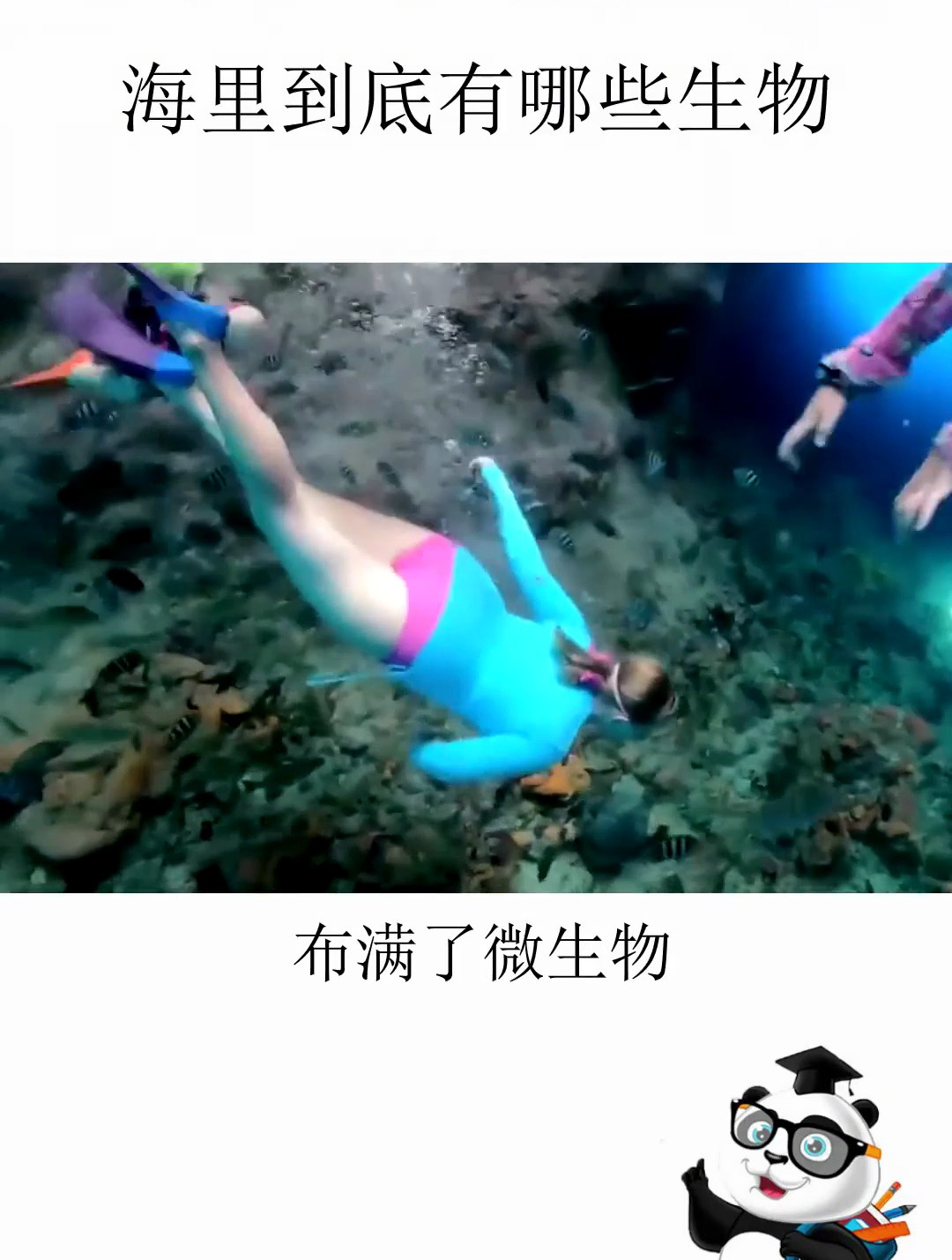 地球94%的生物都在海洋,海里到底有哪些生物