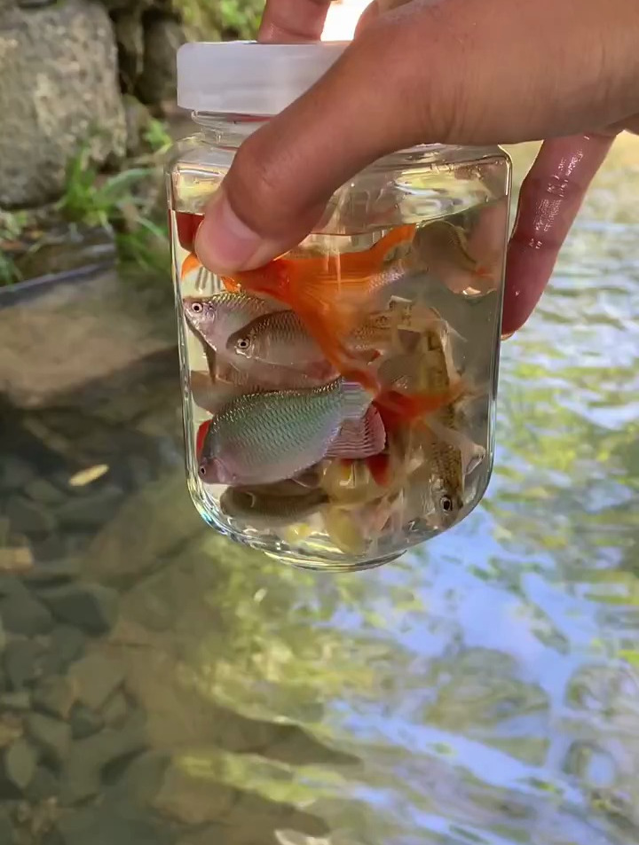 自制抓鱼神器,抓到了好多七彩鱼