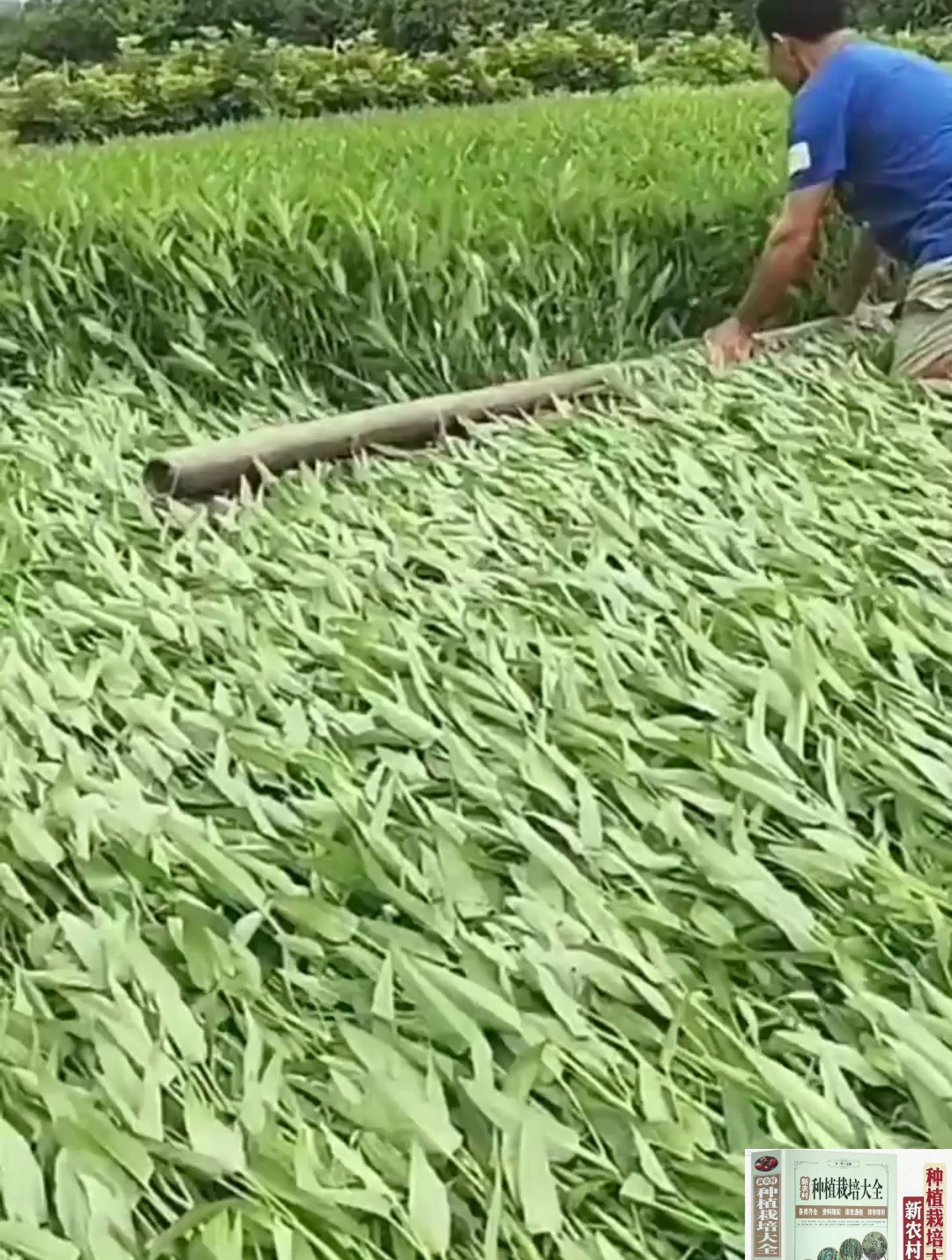 夏季高温想种菜,那就种这个耐热三叉空心菜