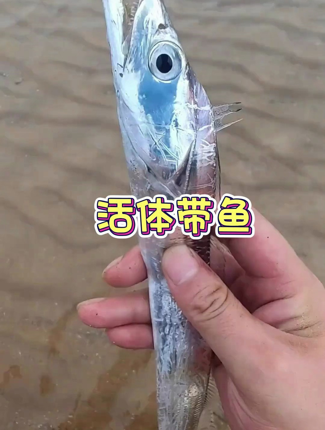 户外赶海抓海鲜,发现了一条搁浅的活体带鱼