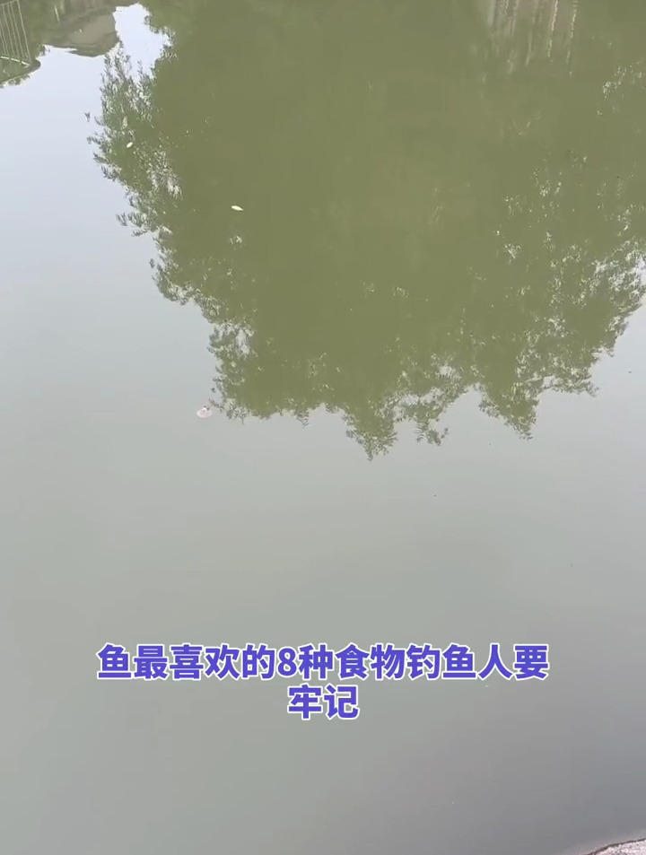 鱼最喜欢的8种食物,想要钓得多,鱼儿吃啥要知道!