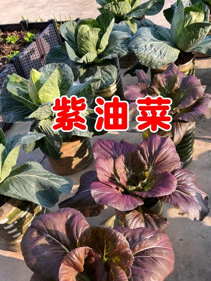 这个菜叫紫罗兰,很多人也叫紫油菜,很好出苗而且口感也好