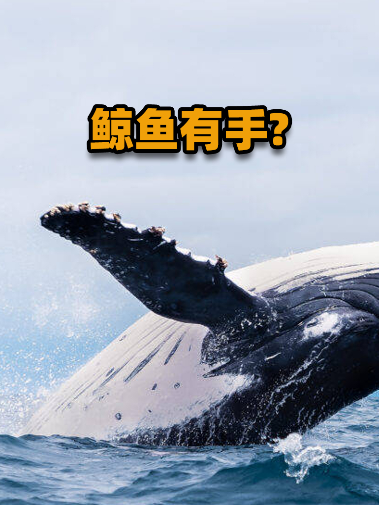 鲸鱼没有手,却有和人手一样的骨骼,这到底是怎么回事?