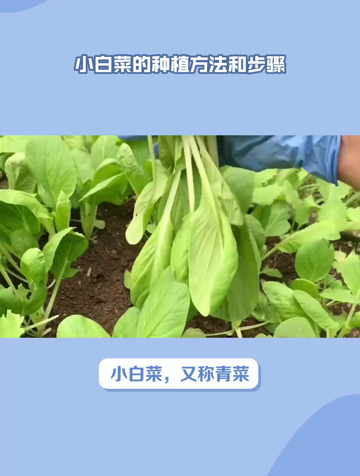 小白菜的种植方法和步骤大揭秘!轻松掌握,让你的小白菜茁壮成长