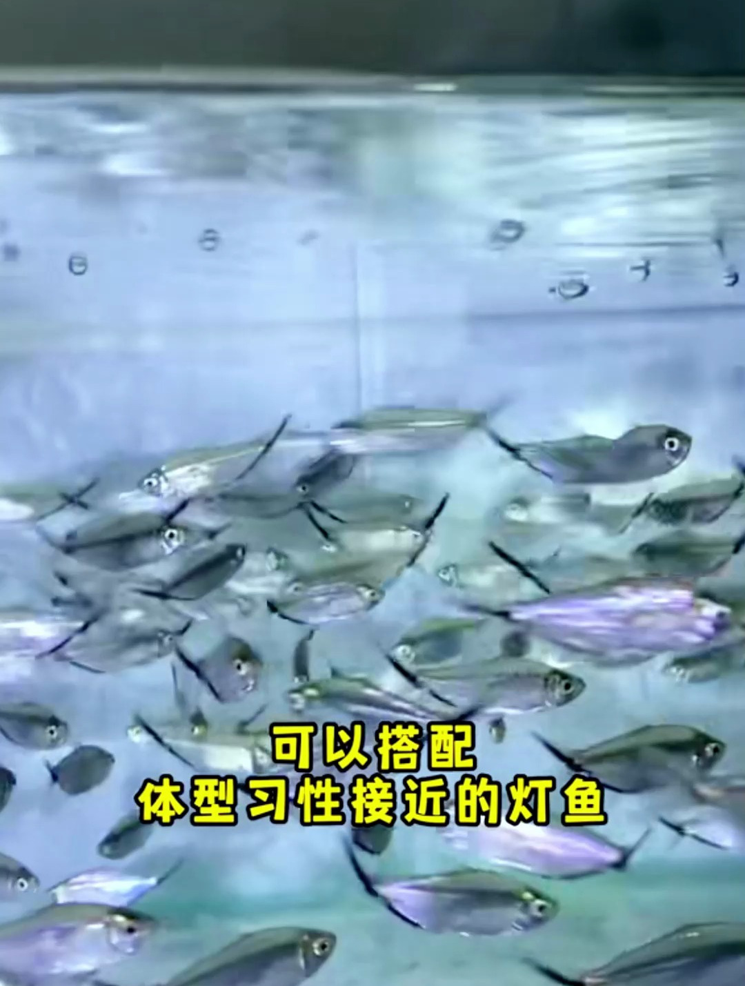 你知道群游之神是什么鱼吗?缸越大、鱼越多,场景就越震撼!