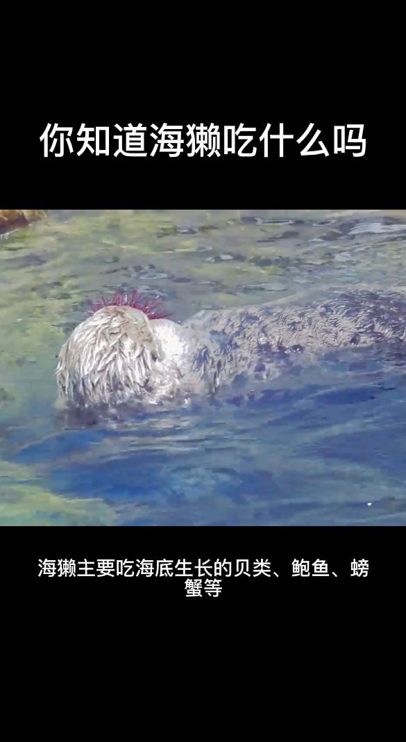 你知道海獭吃什么吗