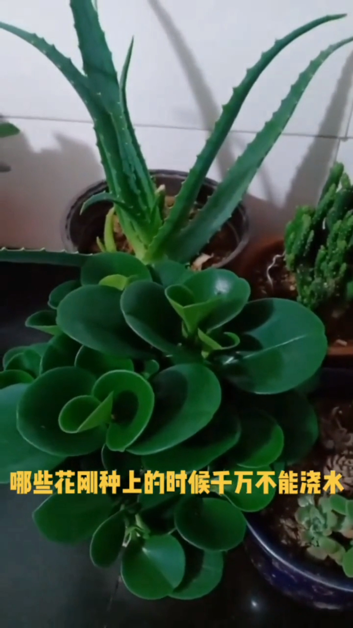 教你怎么养殖多肉植物