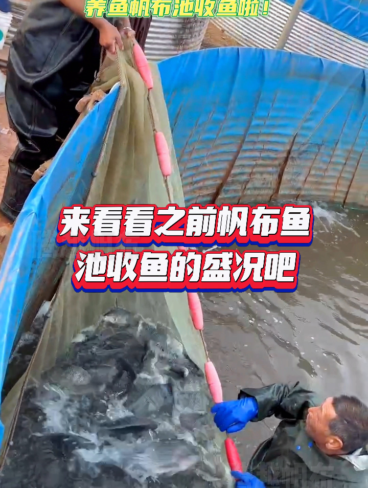 镀锌板帆布鱼池养鱼成果展示想知道帆布鱼池适合养殖什么鱼看过来