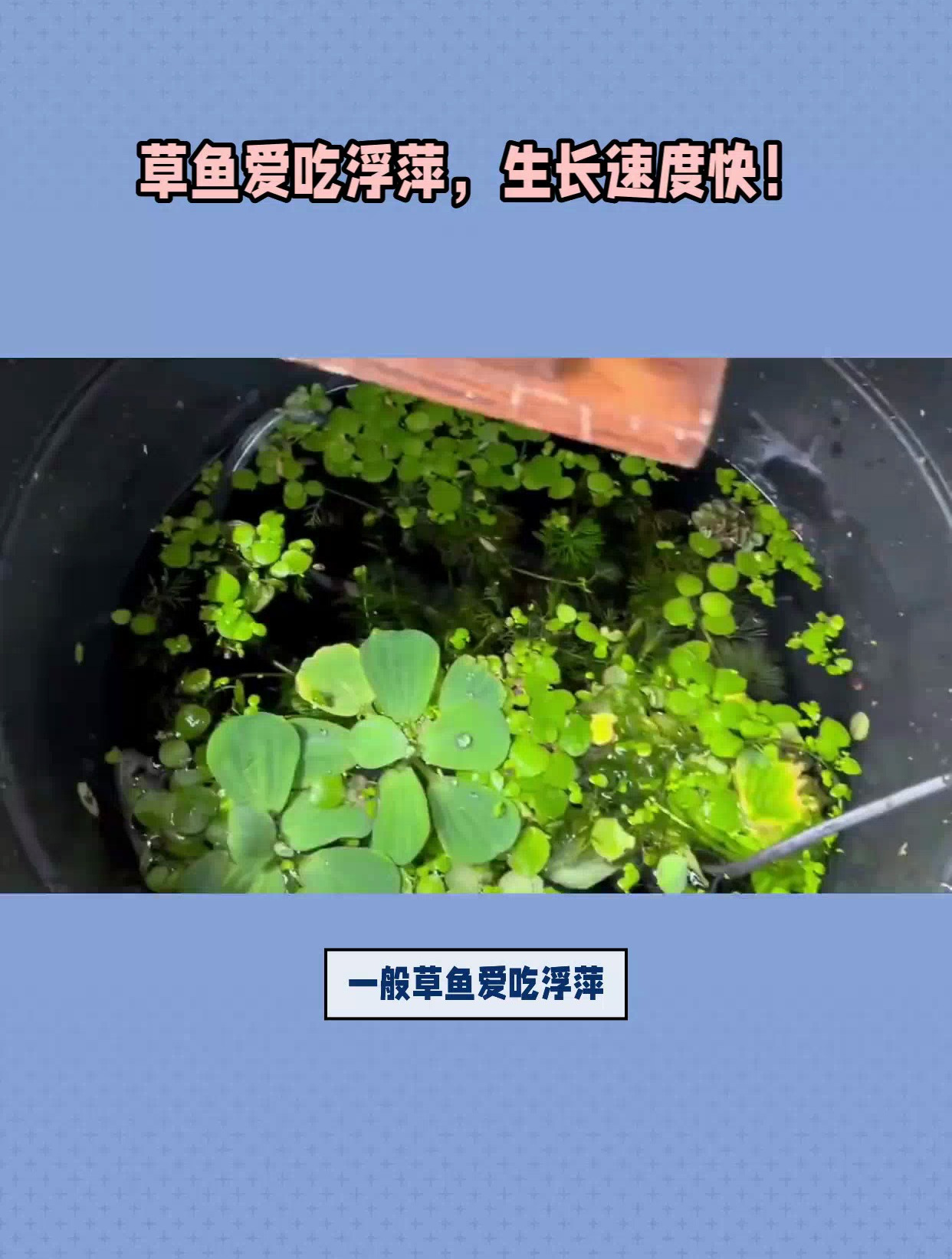 草鱼吃浮萍吗?生成速度快