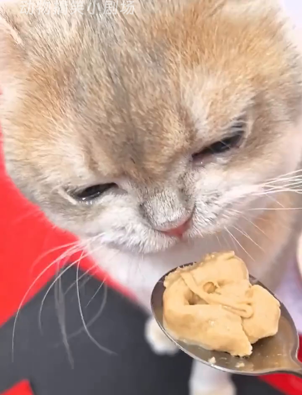 小汤圆真惨,又被金豆揍了,早上吃饭都哭唧唧