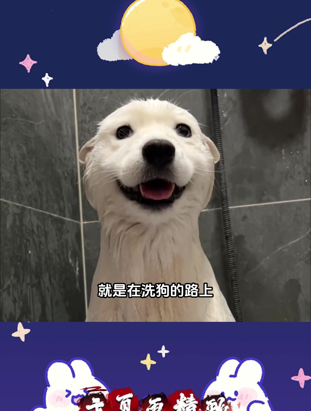 盘点各个地方的土狗