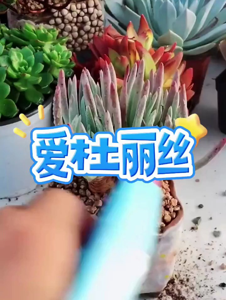 多肉植物,爱杜丽丝如何养护?