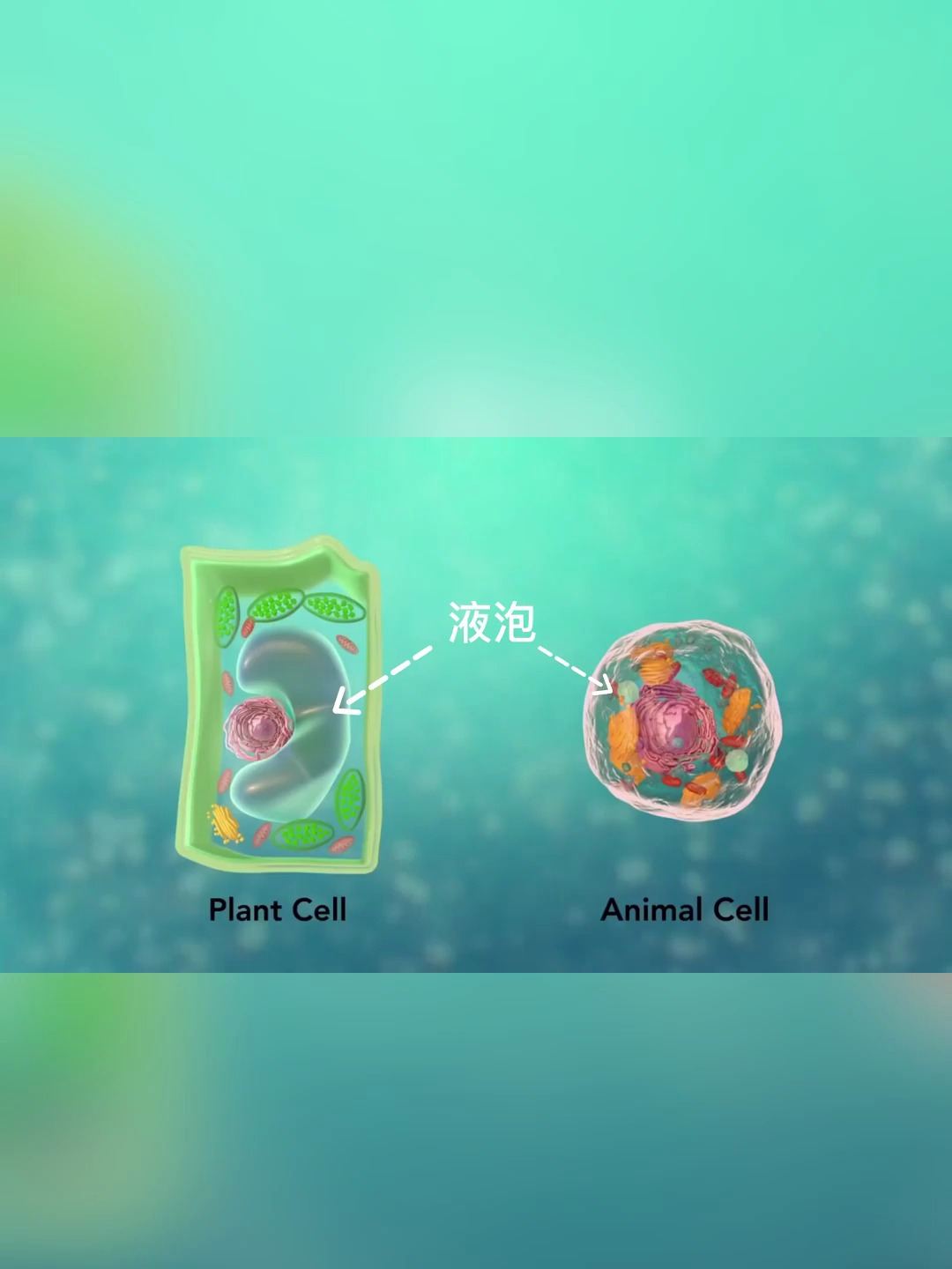 表皮细胞有哪些细胞器呢?