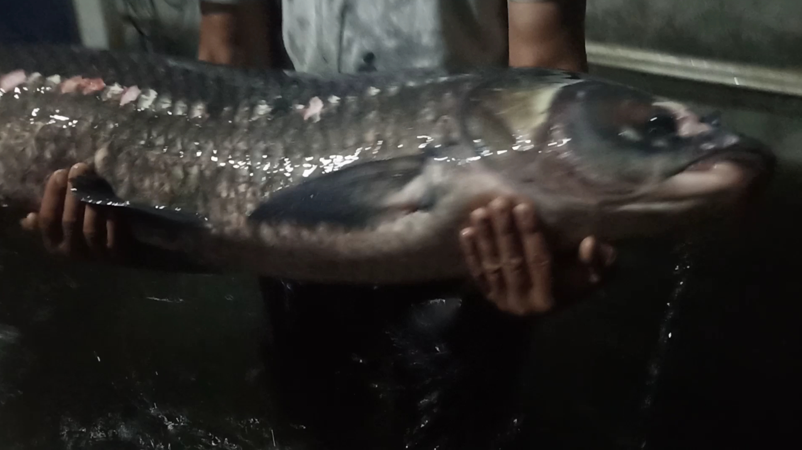 南阳鸭河惊现野生大青鱼,看这么大的鱼是如何卸载的,难得一遇