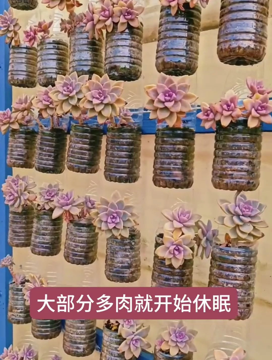 都说多肉度夏如渡劫 种植小技巧 多肉植物养护小常识