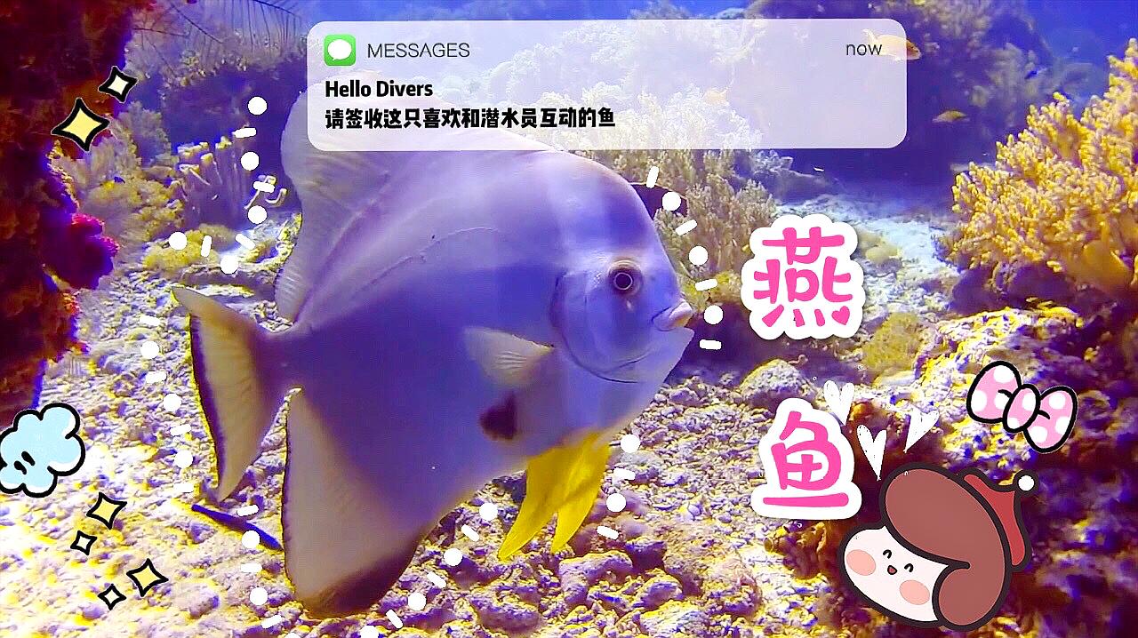 [图]潜水识鱼|请签收这只喜欢和潜水员互动的燕鱼Longfin Batfish